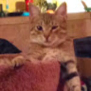 Meet your Posher, Windy